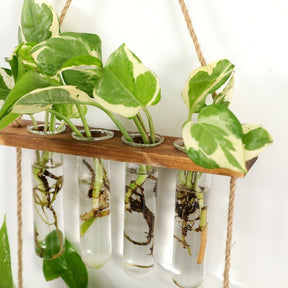 Creative Solid Wood Hydroponic Test Tube Glass Wall Hanging